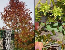 Ликвидамбър