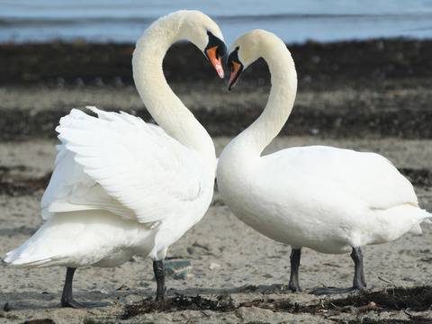 Аз искам само теб