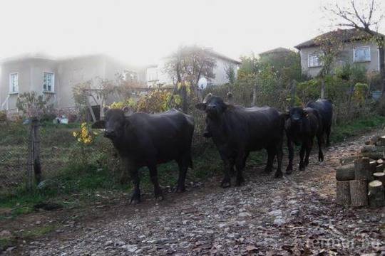 Български реалности – възрастна жена гледа биволи без никаква субсидия (СНИМКИ)