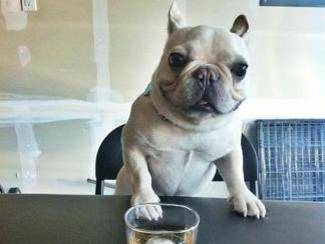 Най-сладкият и чаровен френски булдог на света