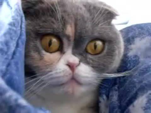 Котка гледа с Широко отворени очи!