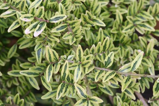 Лоницера, орлови нокти