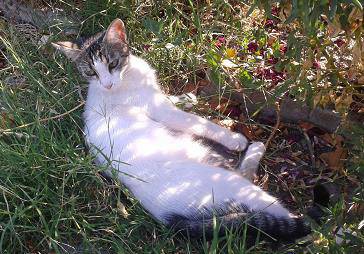 Обезпокоителни симптоми при котките