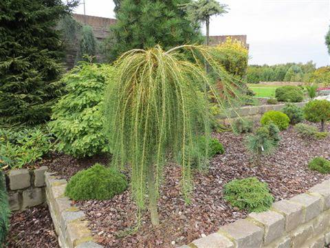 Лиственица