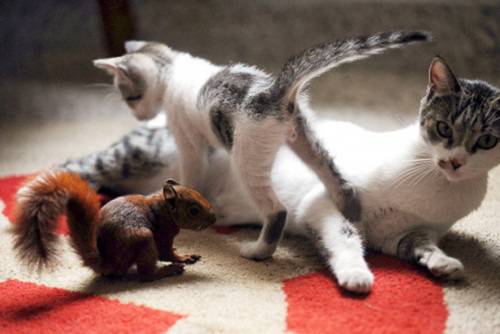 Котка осинови малки катерички