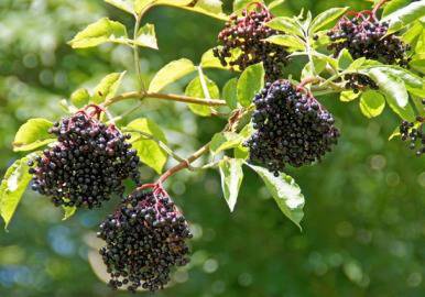 Ето уникалната рецепта на Петър Димков за лечение на рак