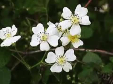 ЧЕСТИТ ПРАЗНИК АНИ!