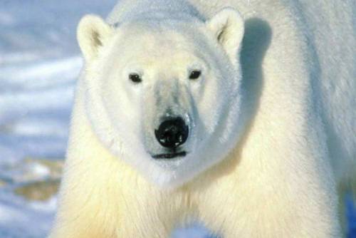 Бели мечки завзеха село в Чукотка