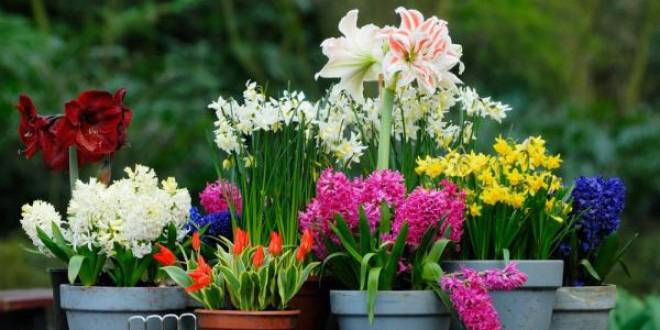 Как да си направим Пролет