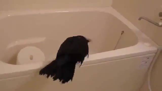 Гарван се чипка във вана – Колко е миличък?! :)