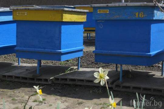 Предлагат нова методика за измерване на продуктивността на пчелната майка