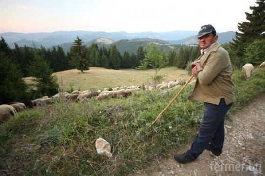 НОА: Българското овцевъдство преживява най-тежката криза от началото на прехода