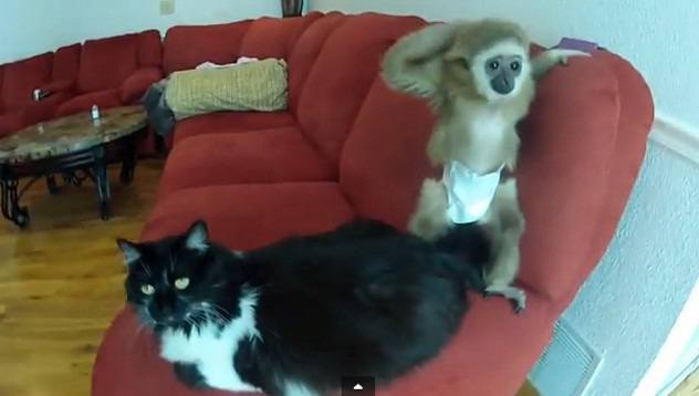 Маймунче се закача с котка видяна 2420 коментари 2