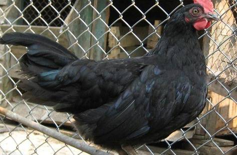 Колят черни кокошки на гроб срещу магия