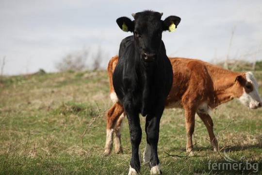 Явор Гечев: Всеки фермер може сам да маркира животните си