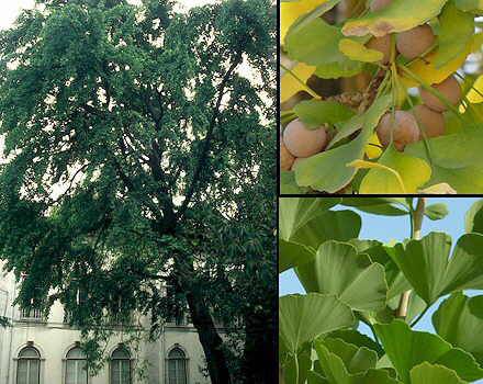 Гинко билоба