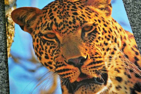 Мобилно приложение съживява тетрадките