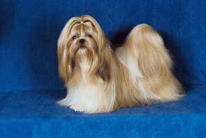 Как да се погрижим за козината на Ши Цу?