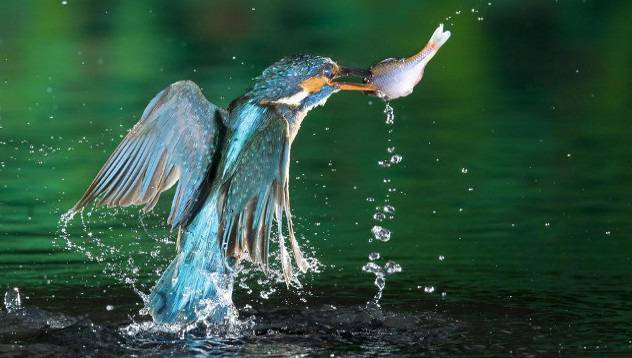 10 от най-красивите птици на Земята видяна 1687 коментари 0