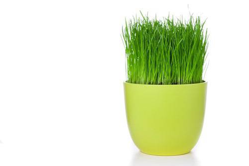 Декоративни треви за градината и дома