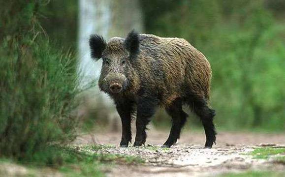 Диви прасета отнесоха „Астра“ на магистрала „Тракия“