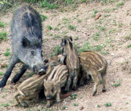 Диви прасета нахлуха на АМ „Тракия“ предизвикаха катастрофа