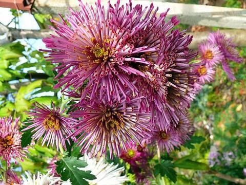 Есенни цветя