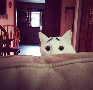 Котки, станали известни заради петната по козината си