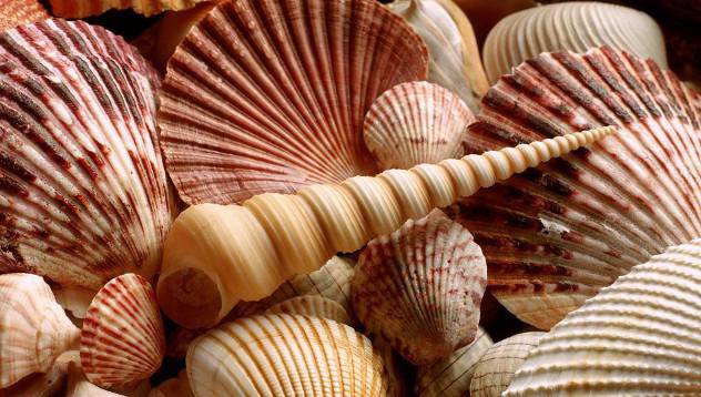 Тест с миди: Каква личност сте? видяна 4674 коментари 2