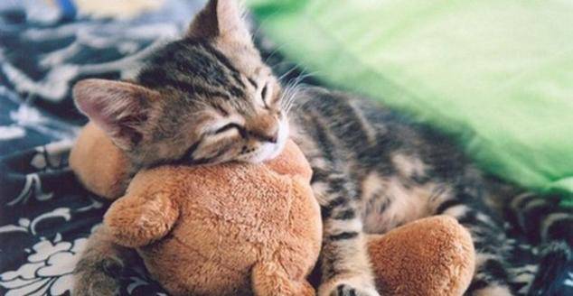 Как се прави плюшена играчка от ръкавица