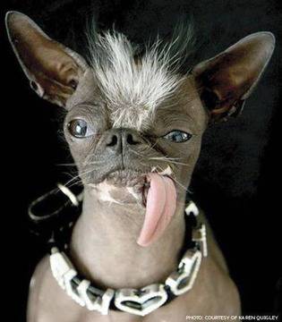 Умря най-грозното куче в света