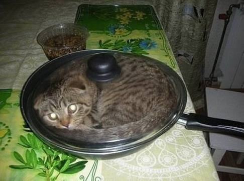 Cat fail: Комични снимки на котки, заклещени на абсурдни места