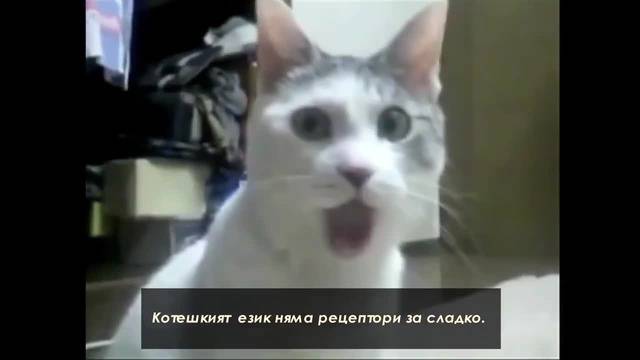 Странни Факти за Kотки (HD)