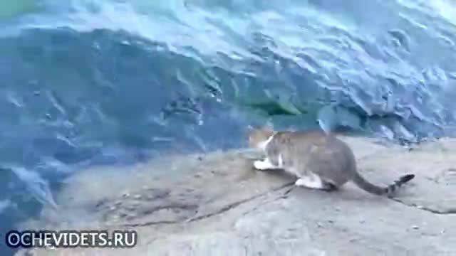 Котка лови риба Яко е!