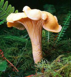 Ползите от гъбите: печурки, рейши и шитаке – против рак и възпаления