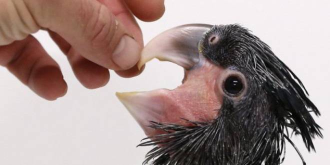 Излюпи се най-скъпата и най-грозната птица на планетата, Палмово какаду! (СНИМКИ)
