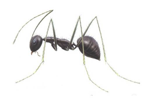 Милиарди „луди“ мравки нападат САЩ