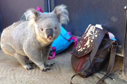 ВИДЕО: Чудовищните звуци, които издават коалите