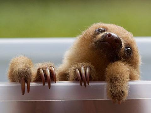 15 сладки животни, за които не сте чували