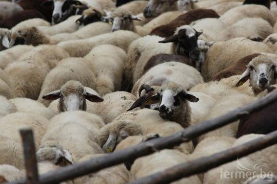 Пазарите за живи животни в Пловдивско остават затворени заради шарка по овце и кози