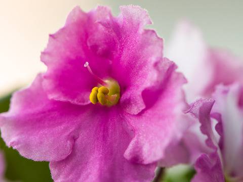 Честит имен ден на Даниел, Даниела, Данаил!