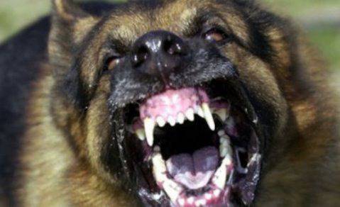 Глутница псета нападна млада жена в София