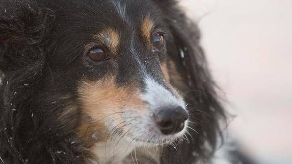 Трогателната история на оцеляло след торнадо куче