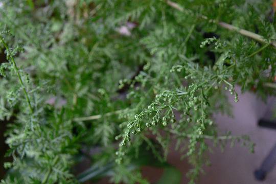 Билка убива рака за 16 часа