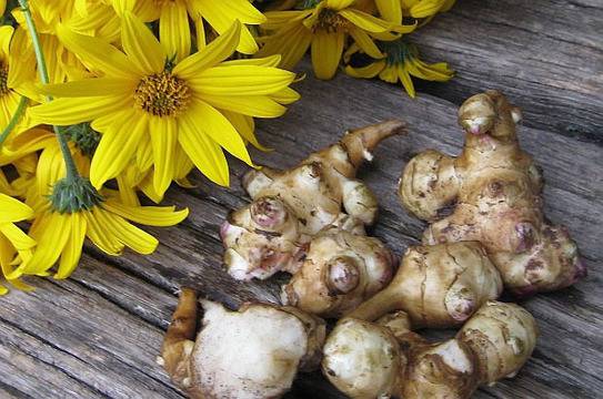 Земна ябълка (Гулия)