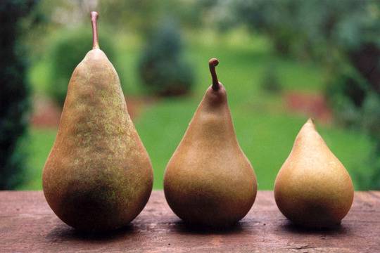 Круши за стройна фигура