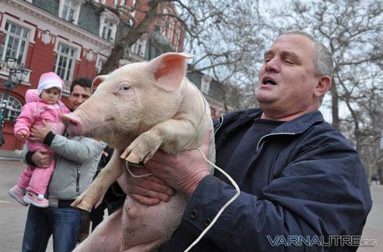 Прасе грухтя на центъра