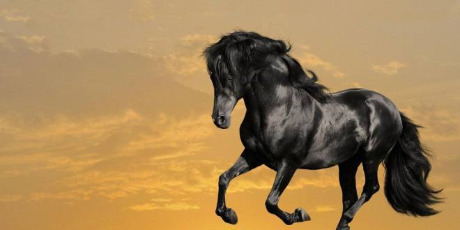 Фън Шуй и годината на Дървения кон