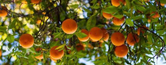 Как да си отгледаме портокалово дръвче вкъщи