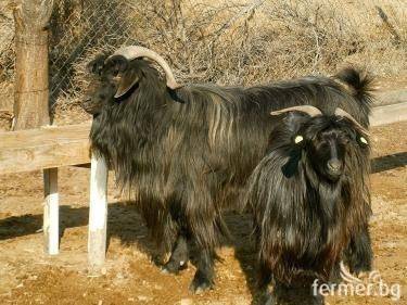 Редки автохтонни породи кози и овце ще покажат на изложение в Крупник на 18 януари